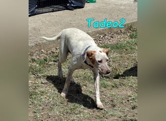 Tadeo2 geb. 10/2025 (ESP) - freundlicher und anhänglicher Bretonen-Mix Welpe!