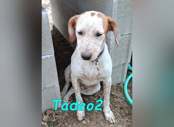 Tadeo2 geb. 10/2025 (ESP) - freundlicher und anhänglicher Bretonen-Mix Welpe!