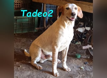 Tadeo2 geb. 10/2025 (ESP) - freundlicher und anhänglicher Bretonen-Mix Welpe!