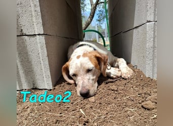 Tadeo2 geb. 10/2025 (ESP) - freundlicher und anhänglicher Bretonen-Mix Welpe!