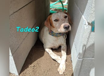 Tadeo2 geb. 10/2025 (ESP) - freundlicher und anhänglicher Bretonen-Mix Welpe!