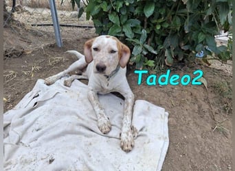 Tadeo2 geb. 10/2025 (ESP) - freundlicher und anhänglicher Bretonen-Mix Welpe!
