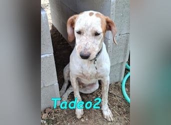 Tadeo2 geb. 10/2025 (ESP) - freundlicher und anhänglicher Bretonen-Mix Welpe!