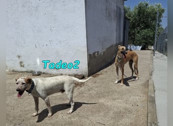 Tadeo2 geb. 10/2025 (ESP) - freundlicher und anhänglicher Bretonen-Mix Welpe!