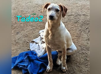 Tadeo2 geb. 10/2025 (ESP) - freundlicher und anhänglicher Bretonen-Mix Welpe!