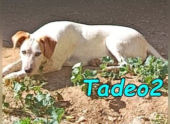 Tadeo2 geb. 10/2025 (ESP) - freundlicher und anhänglicher Bretonen-Mix Welpe!