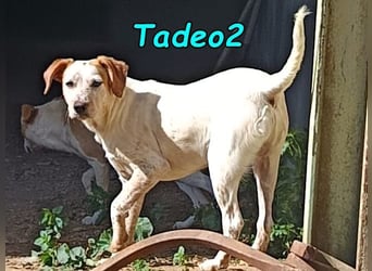 Tadeo2 geb. 10/2025 (ESP) - freundlicher und anhänglicher Bretonen-Mix Welpe!