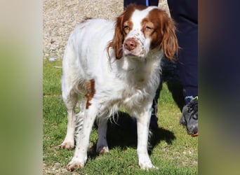 Jagdhündin Cecilia wurde aussortiert und braucht nun ein neues Zuhause