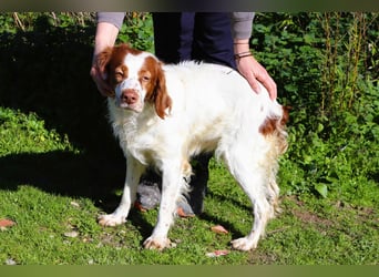 Jagdhündin Cecilia wurde aussortiert und braucht nun ein neues Zuhause