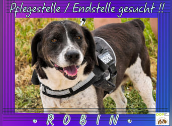 • FREUNDLICHER • BRETONEN MISCHLING • ROBIN •