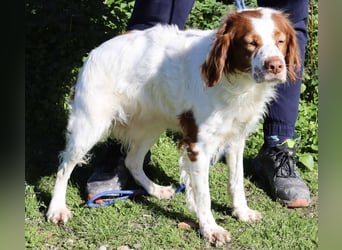 Jagdhündin Cecilia wurde aussortiert und braucht nun ein neues Zuhause