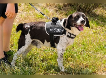 Bretonen-Mix ROBIN – soll das Tierheim verlassen dürfen !!