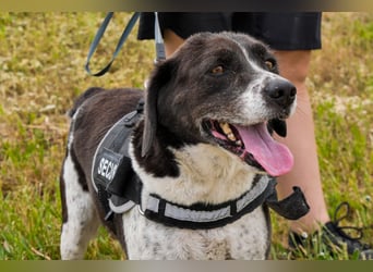 Bretonen-Mix ROBIN – soll das Tierheim verlassen dürfen !!