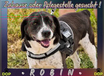 • FREUNDLICHER • VORSTEHHUND MISCHLING • ROBIN •