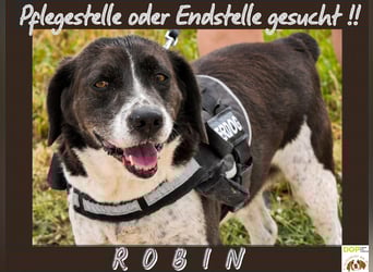 Bretonen-Mix ROBIN – soll das Tierheim verlassen dürfen !!
