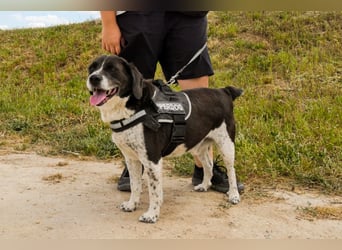 Bretonen-Mix ROBIN – soll das Tierheim verlassen dürfen !!