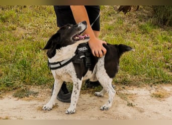 Bretonen-Mix ROBIN – soll das Tierheim verlassen dürfen !!