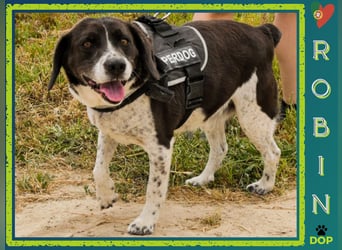 Bretonen-Mix ROBIN – soll das Tierheim verlassen dürfen !!