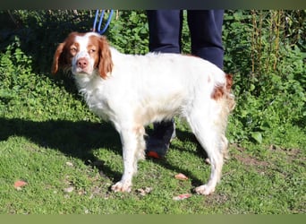 Jagdhündin Cecilia wurde aussortiert und braucht nun ein neues Zuhause
