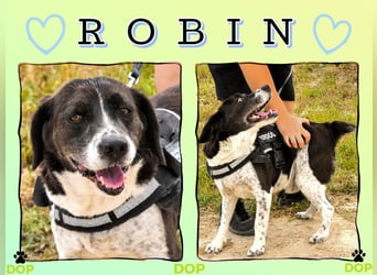 ♦️ R O B I N ♦️ ist seit 2 Jahren im Tierheim in Portugal
