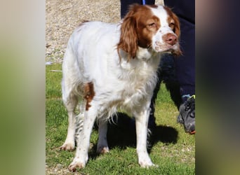 Jagdhündin Cecilia wurde aussortiert und braucht nun ein neues Zuhause