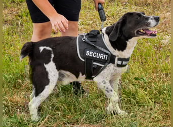 Bretonen-Mix ROBIN – soll das Tierheim verlassen dürfen !!