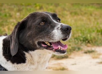 Bretonen-Mix ROBIN – soll das Tierheim verlassen dürfen !!