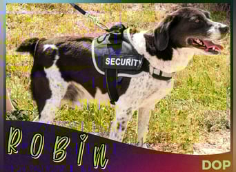 Bretonen-Mix ROBIN – soll das Tierheim verlassen dürfen !!