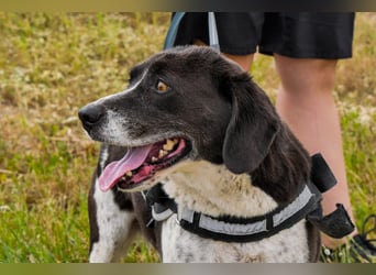 Bretonen-Mix ROBIN – soll das Tierheim verlassen dürfen !!