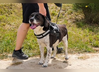 Bretonen-Mix ROBIN – soll das Tierheim verlassen dürfen !!