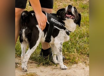 Bretonen-Mix ROBIN – soll das Tierheim verlassen dürfen !!