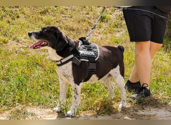 Bretonen-Mix ROBIN – soll das Tierheim verlassen dürfen !!