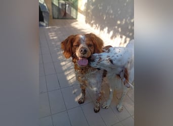 Pongo: Eine Heimat für mich