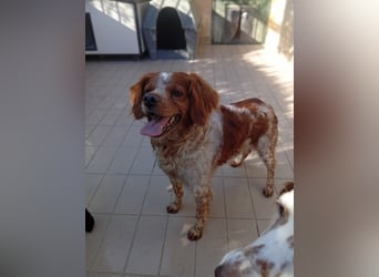 Pongo: Eine Heimat für mich