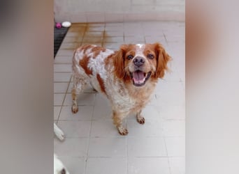 Pongo: Eine Heimat für mich