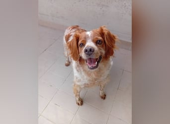 Pongo: Eine Heimat für mich