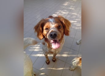 Pongo: Eine Heimat für mich