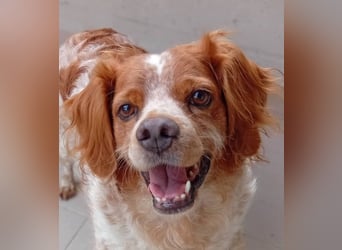 Pongo: Eine Heimat für mich