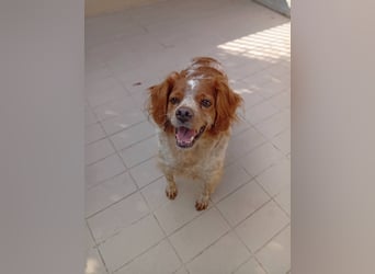 Pongo: Eine Heimat für mich