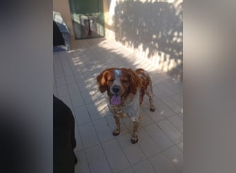 Pongo: Eine Heimat für mich