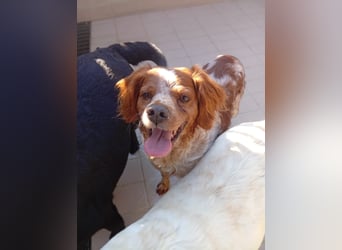 Pongo: Eine Heimat für mich
