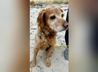 Skipper - ein absoluter Traumhund