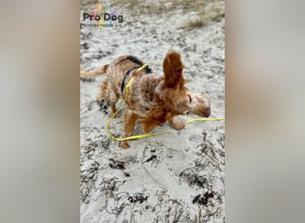 Skipper - ein absoluter Traumhund