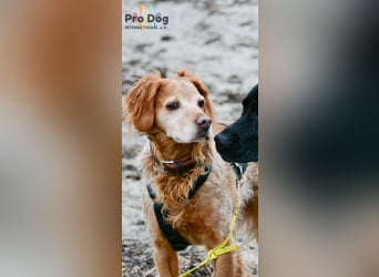 Skipper - ein absoluter Traumhund