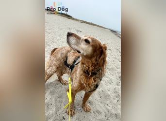 Skipper - ein absoluter Traumhund