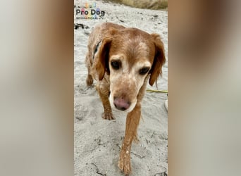 Skipper - ein absoluter Traumhund