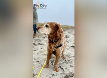 Skipper - ein absoluter Traumhund