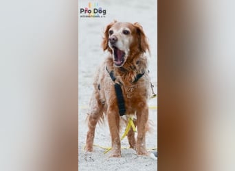 Skipper - ein absoluter Traumhund