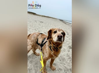 Skipper - ein absoluter Traumhund