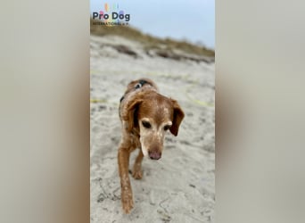 Skipper - ein absoluter Traumhund